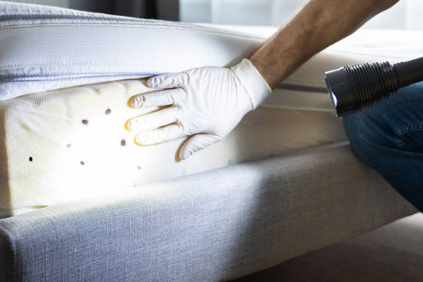 Best Flea Control Services  in Mena, AR