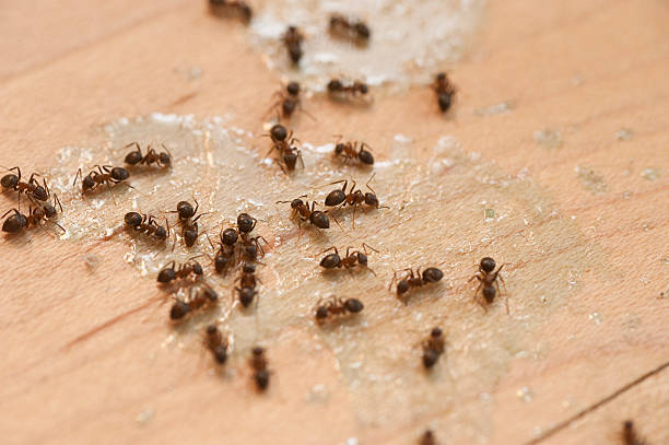 Best Pest Removal Services  in Mena, AR