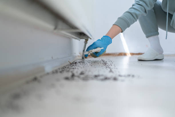 Best Insect Control  in Mena, AR
